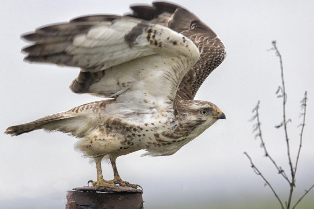 Buizerd (Buteo buteo)