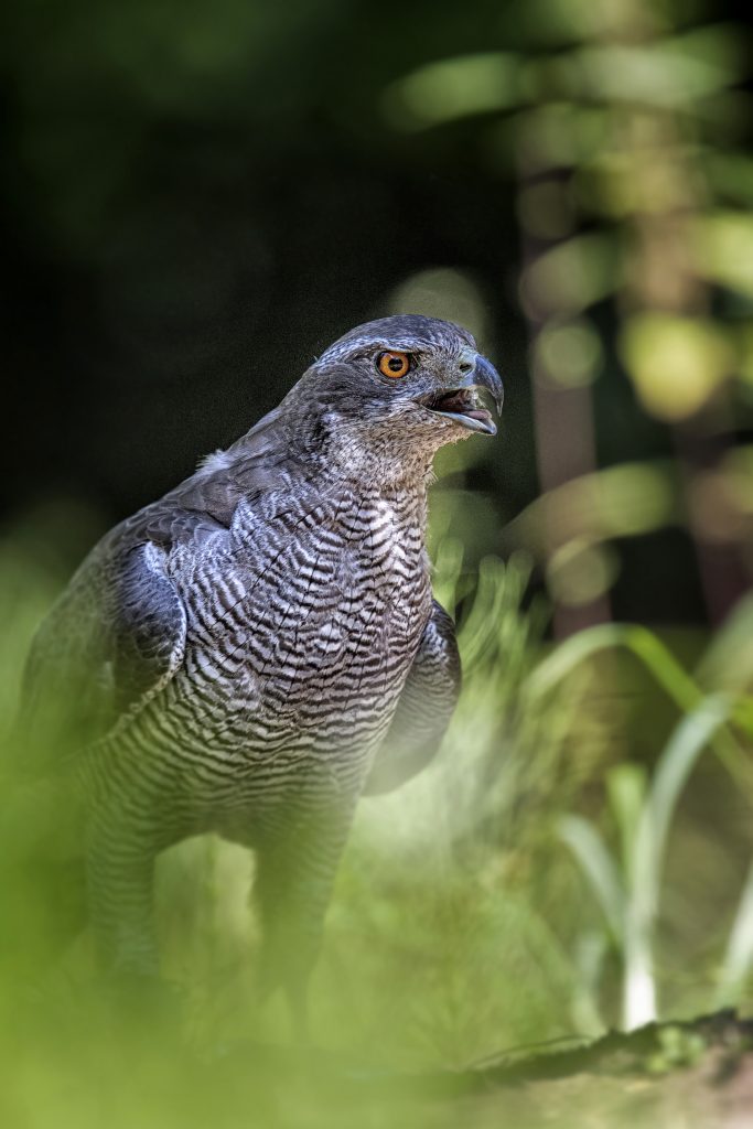 Havik (Accipiter gentilis)