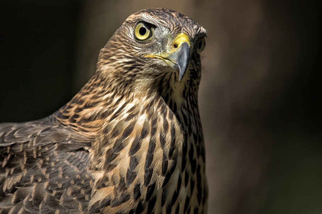 Havik (juv) (Accipiter gentilis)