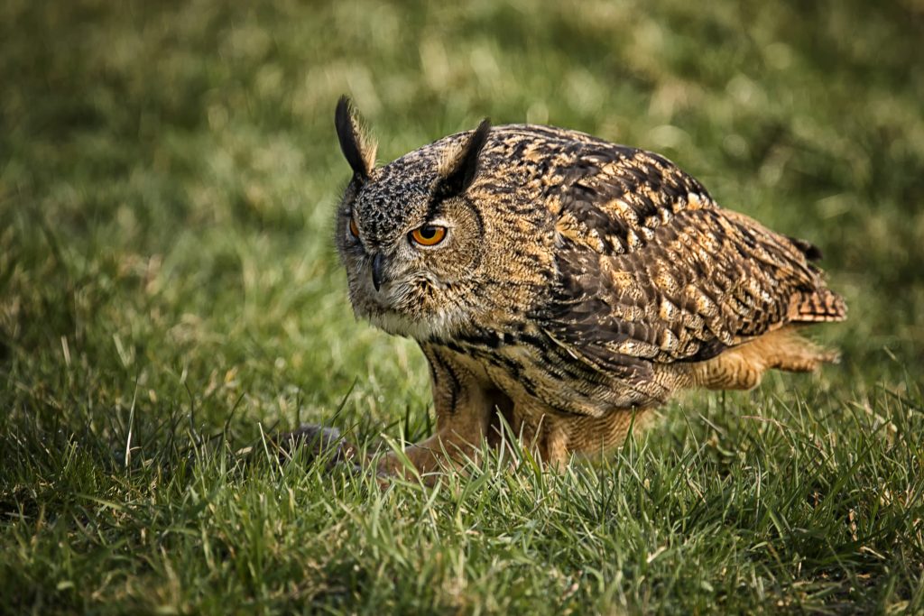 Oehoe (Bubo bubo)