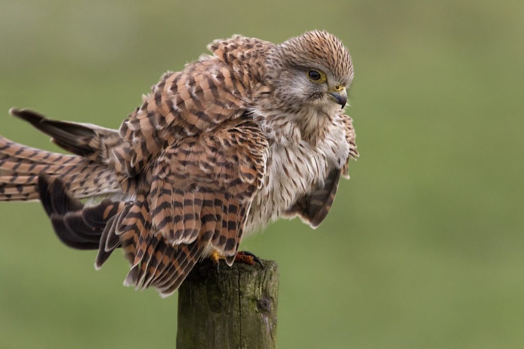 Torenvalk (Falco tinnunculus)