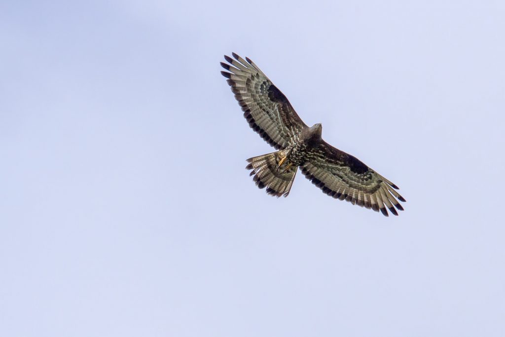 Wespendief (Pernis apivorus)