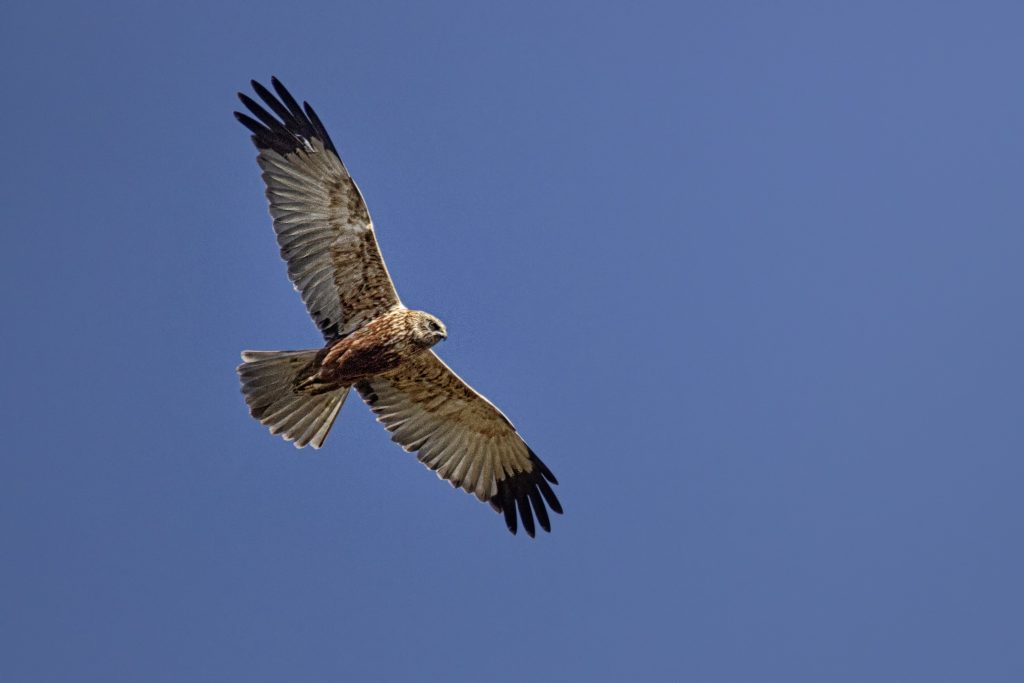 Bruine kiekendief (Circus aeruginosus)