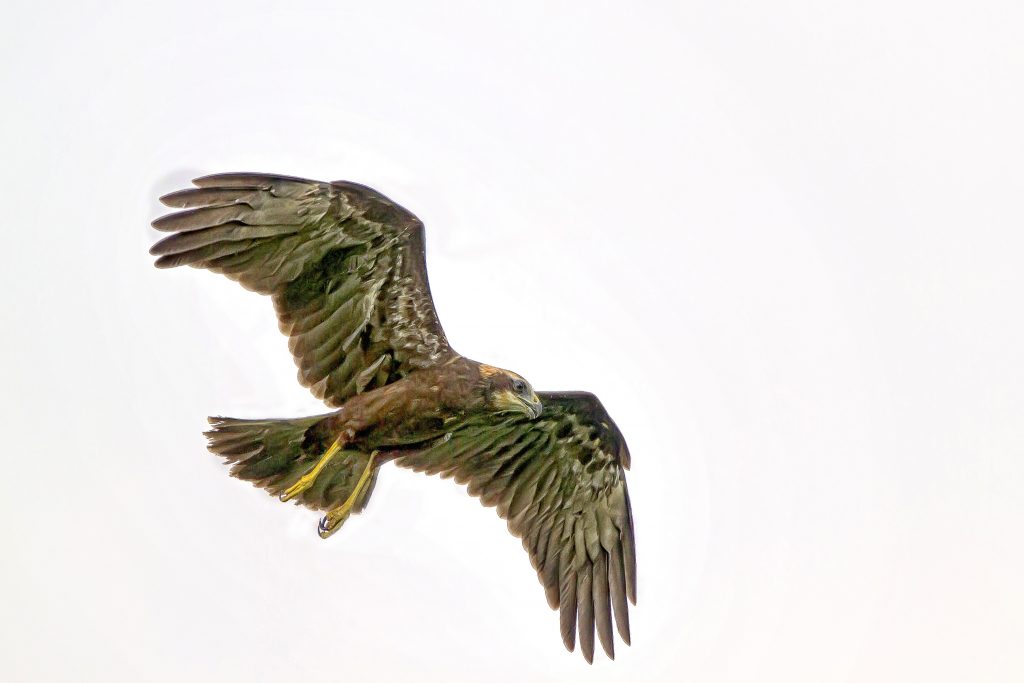Bruine kiekendief (Circus aeruginosus)