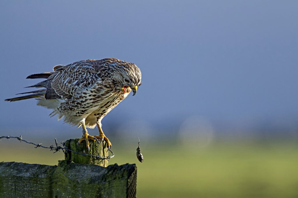 Buizerd (Buteo buteo)