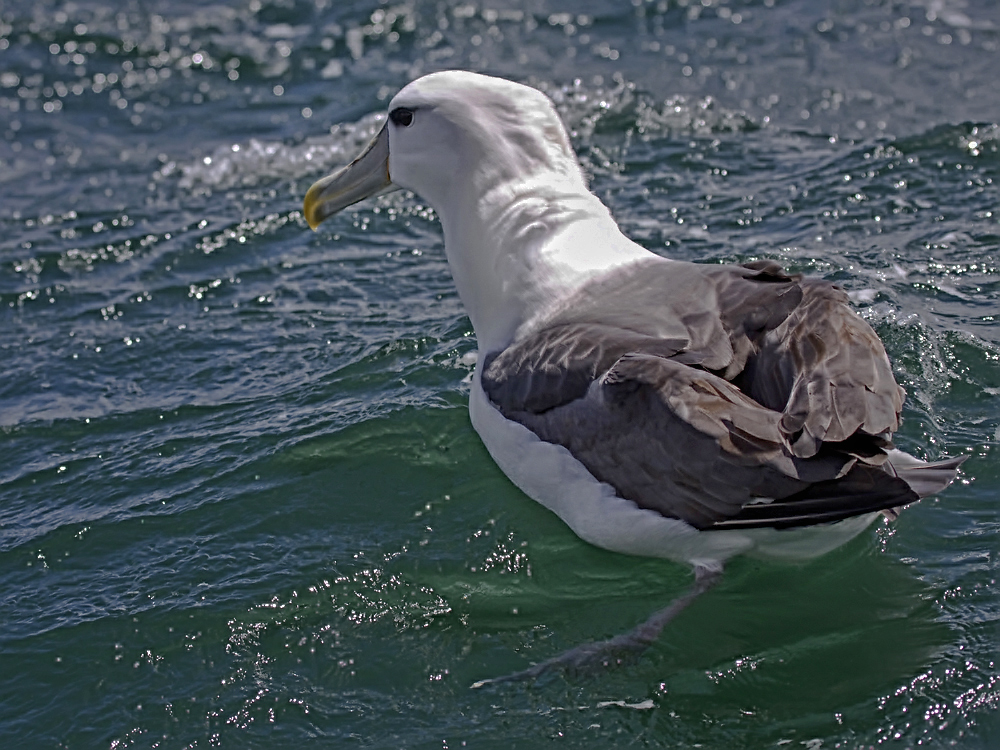 white-capped albatross (Thalassarche cauta steadi)