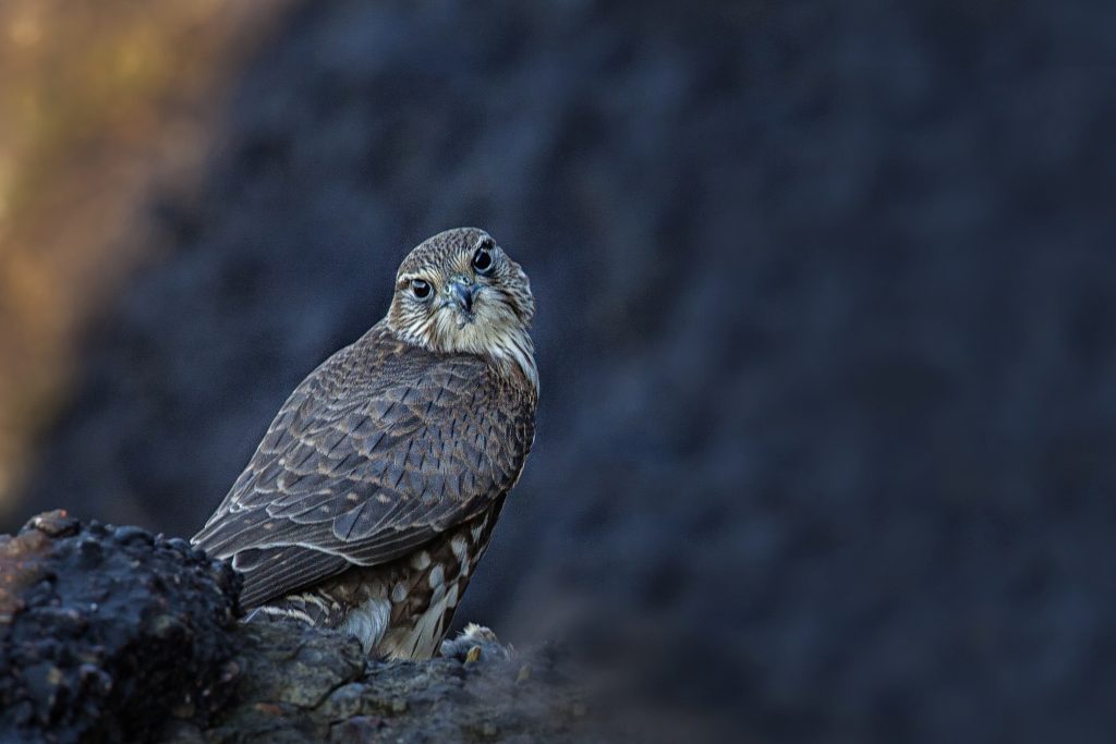 Smelleken (Falco columbarius)