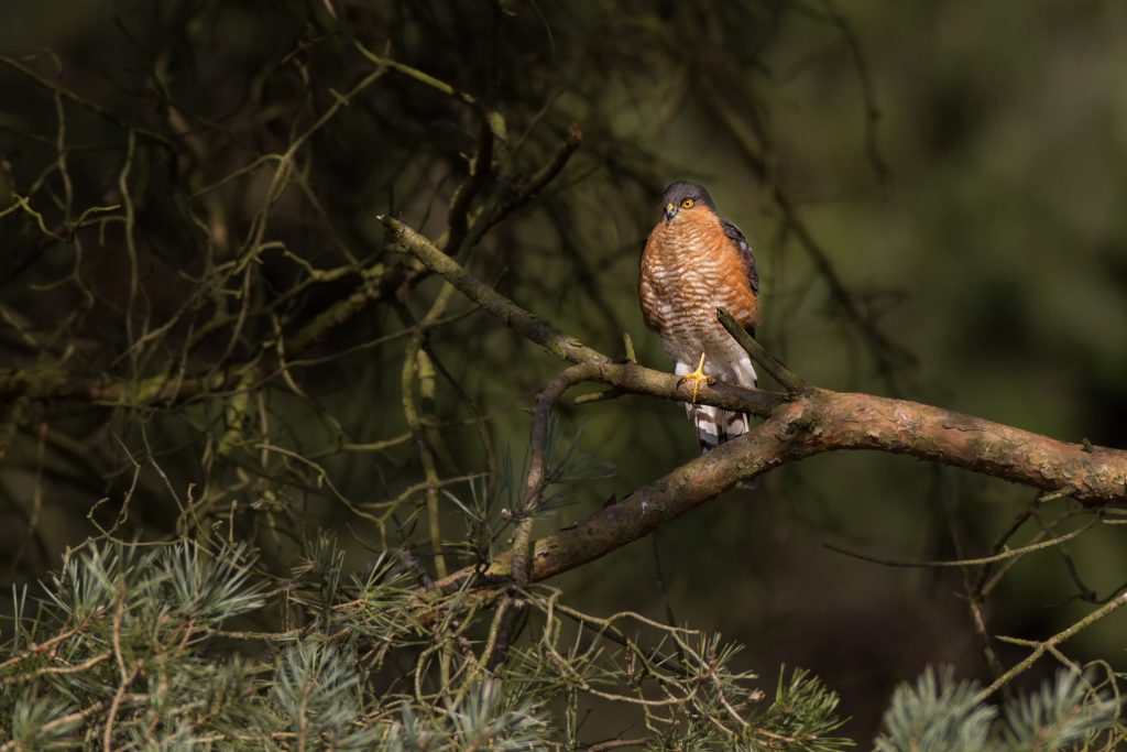 Sperwer (Accipiter nisus)