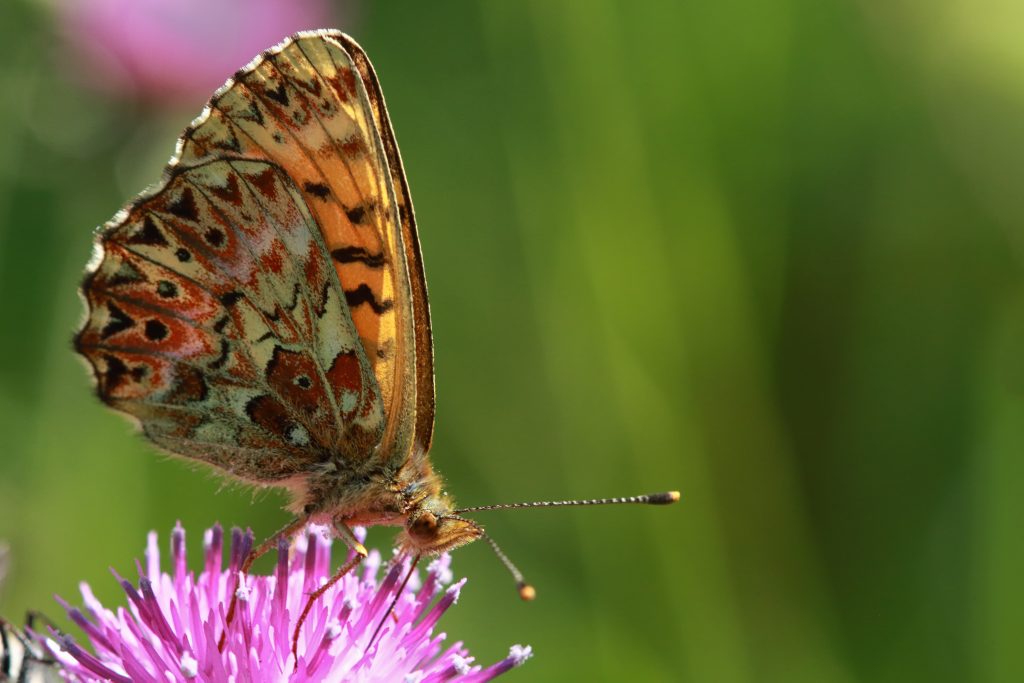 Titania’s parelmoervlinder (Boloria titania)