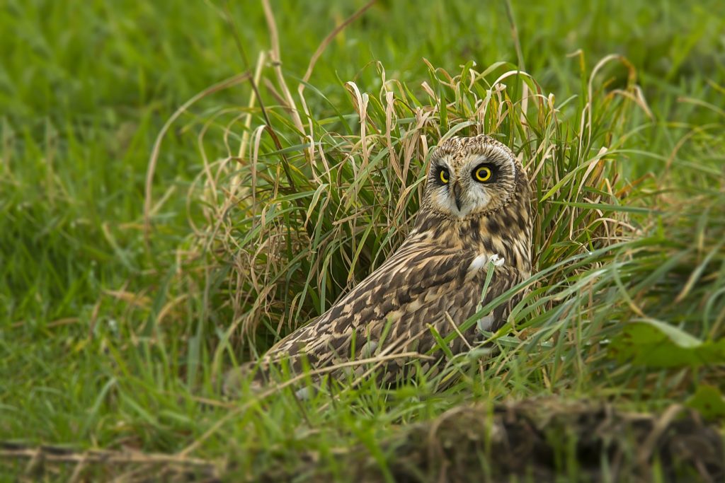 Velduil (Asio flammeus)