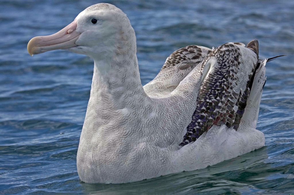 wandering albatross (Diomedea exulans)