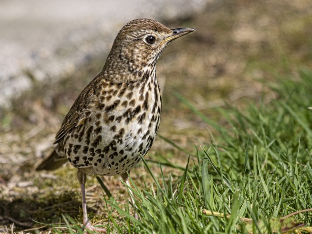 Zanglijster (Turdus philomelos)
