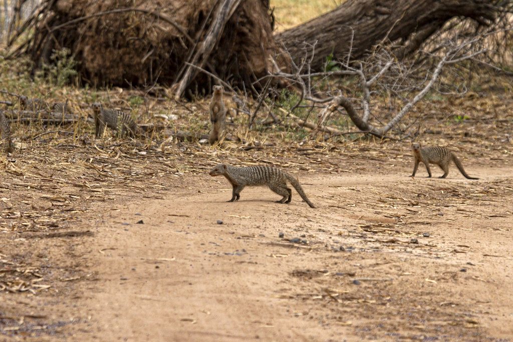 Banded Mongoose (Mungos mungo)