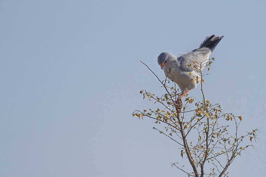Dark chanting goshawk_4282