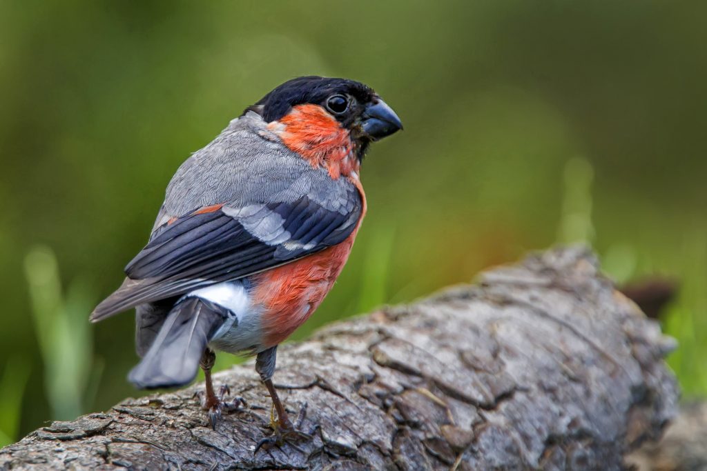 Goudvink (Pyrrhula pyrrhula)