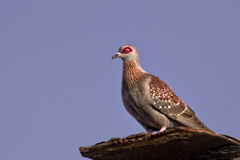 Guineaduif (Columba guinea)