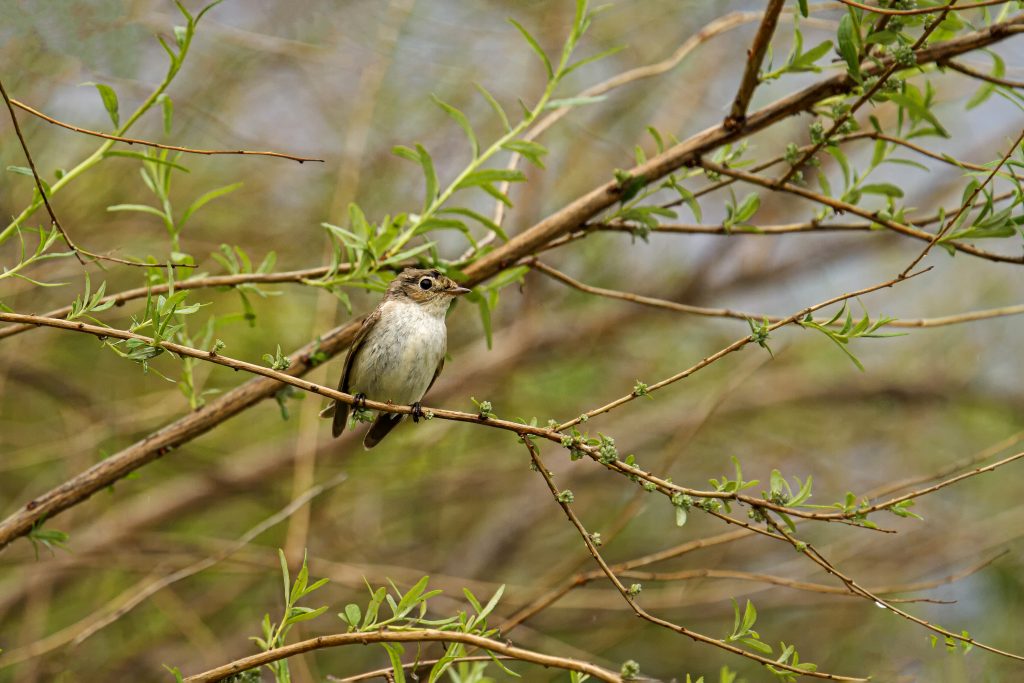 Kleine vliegenvanger (Ficedula parva)