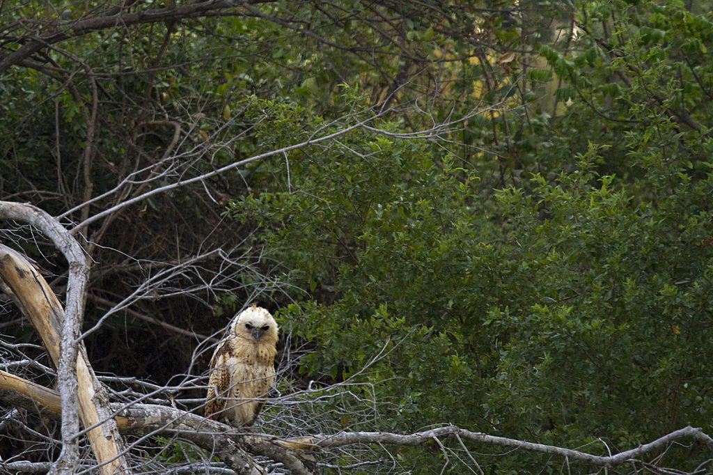 Pels visuil (Scotopelia peli)