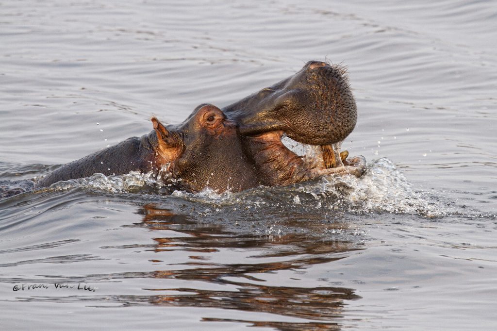 nijlpaard (Hippopotamus amphibius)