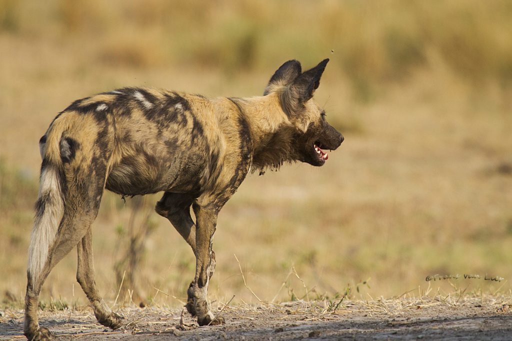 Wild dog (Lycaon pictus)