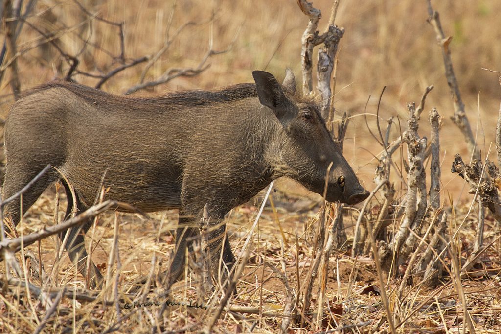 Knobbelzwijn (Phacochoerus africanus)