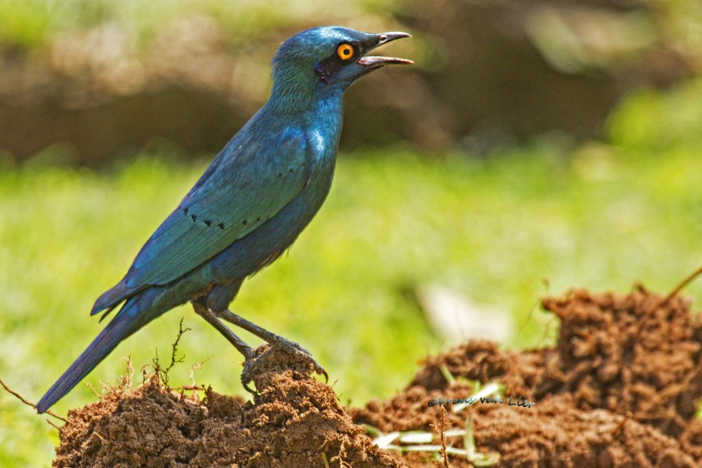 Cape glossy starling (Lamprotornis nitens)