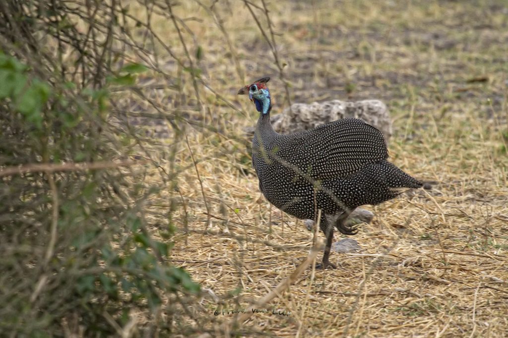 Helmparelhoen (Numida meleagris)