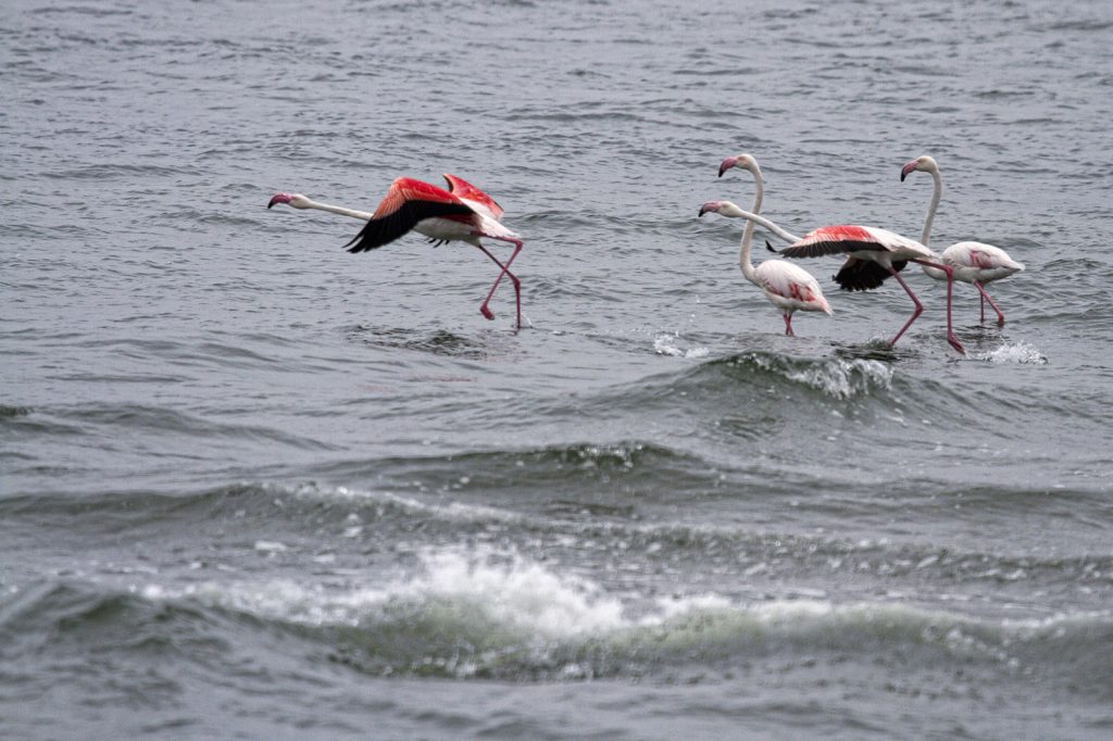 Greater flamingo (Phoenicopterus ruber)
