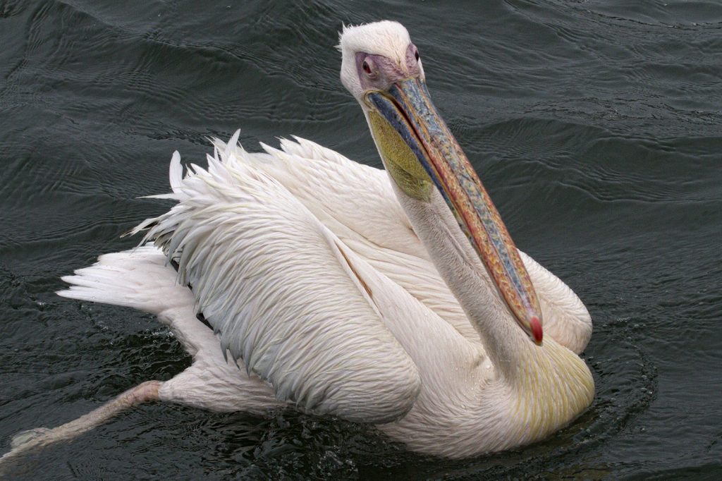 Roze Pelikaan (Pelecanus onocrotalus)