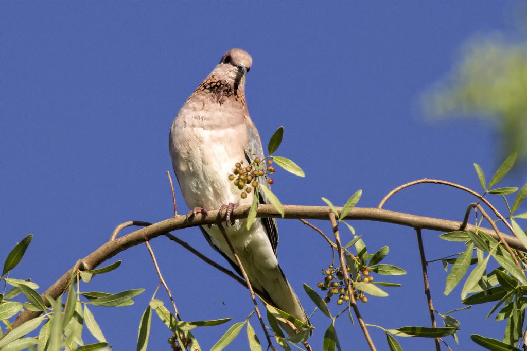 Dove Laughing Rooiborsduifie (Streptopelia senegalensis)