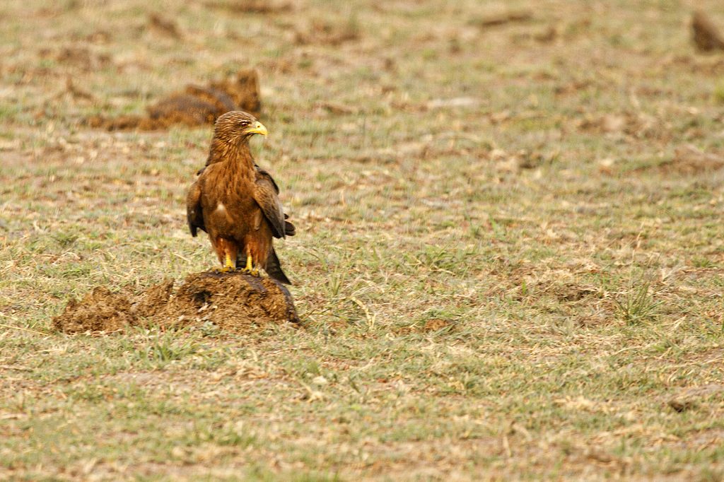 Wahlberg’s Eagle (Hieraaetus wahlbergi)