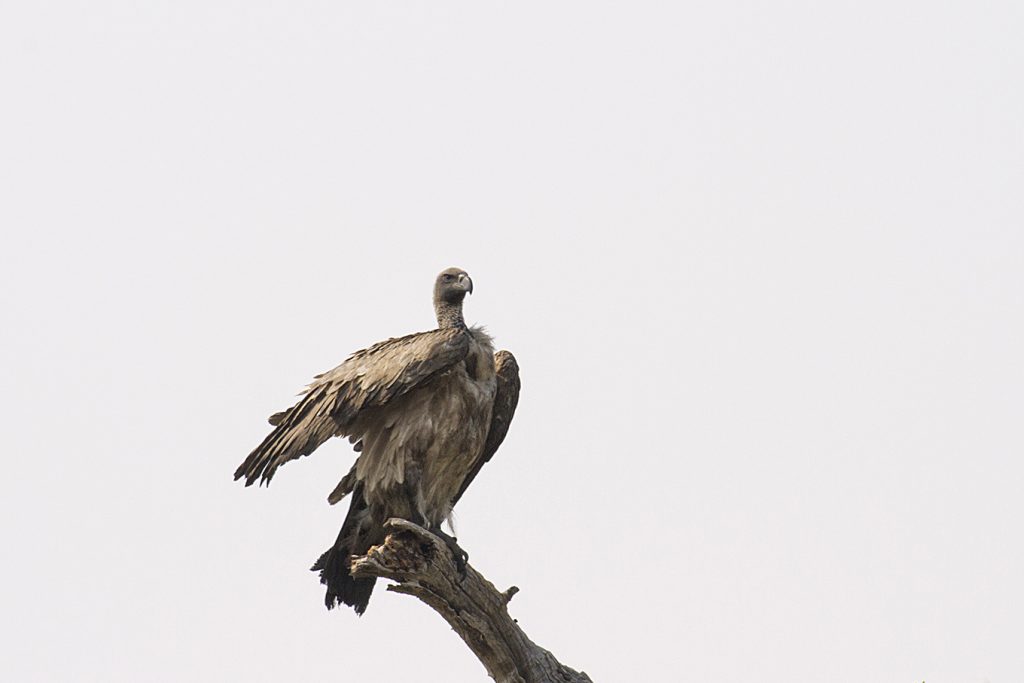 White-backed Vulture (Gyps africanus)