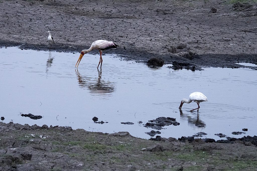 Yellow-billed Stork (Mycteria ibis)