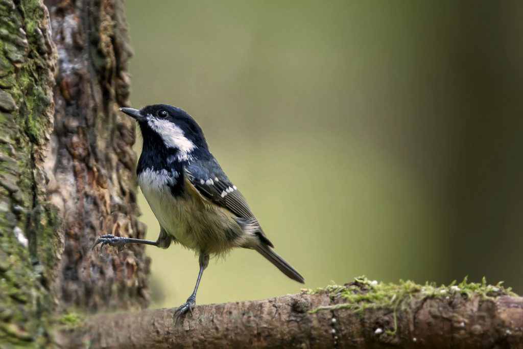 Zwarte mees (Periparus ater)