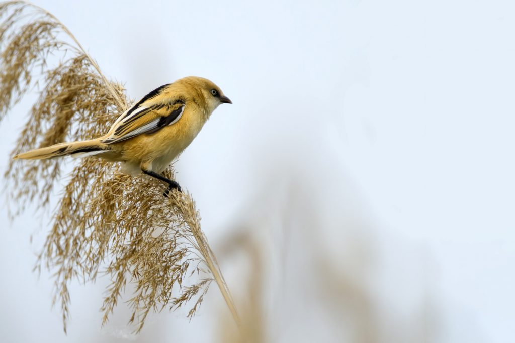 Baardman (Panurus biarmicus)
