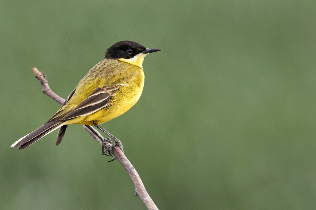 Balkankwikstaart (Motacilla feldegg)