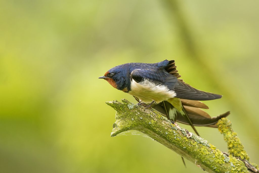 Boerenzwaluw (Hirundo rustica)