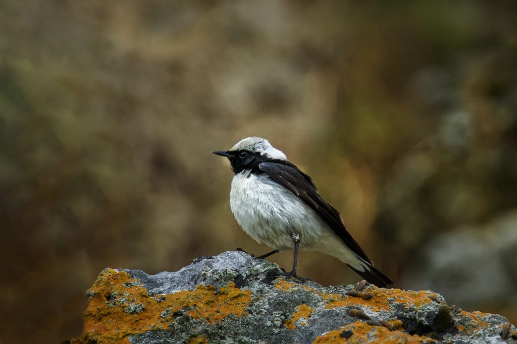 Bonte tapuit (Oenanthe pleschanka)