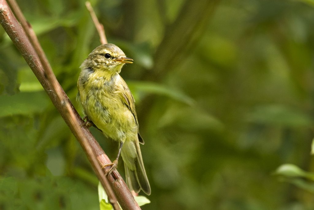Fitis (Phylloscopus trochilus)