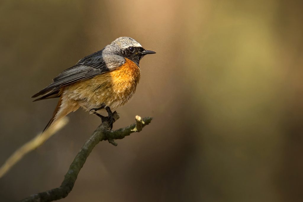 Gekraagde roodstaart (Phoenicurus phoenicurus)