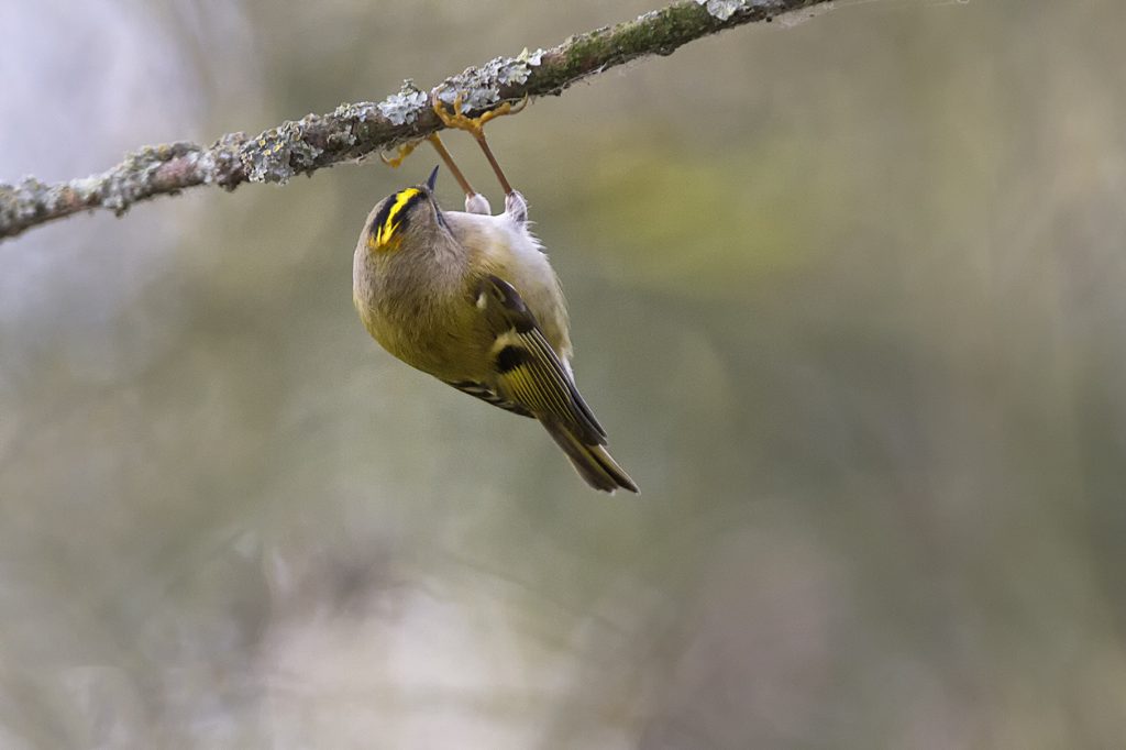 Goudhaantje (Regulus regulus)