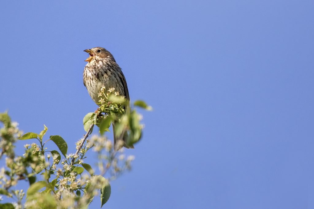 Grauwe gors (Emberiza calandra)
