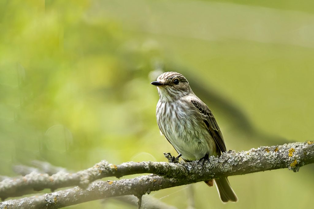 Grauwe vliegenvanger (Muscicapa striata)