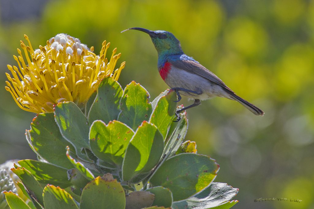 Greater double-collared sunbird (Cinnyris afer)