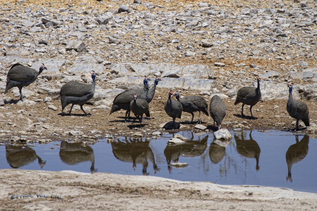 helmparelhoen (Numida meleagris)