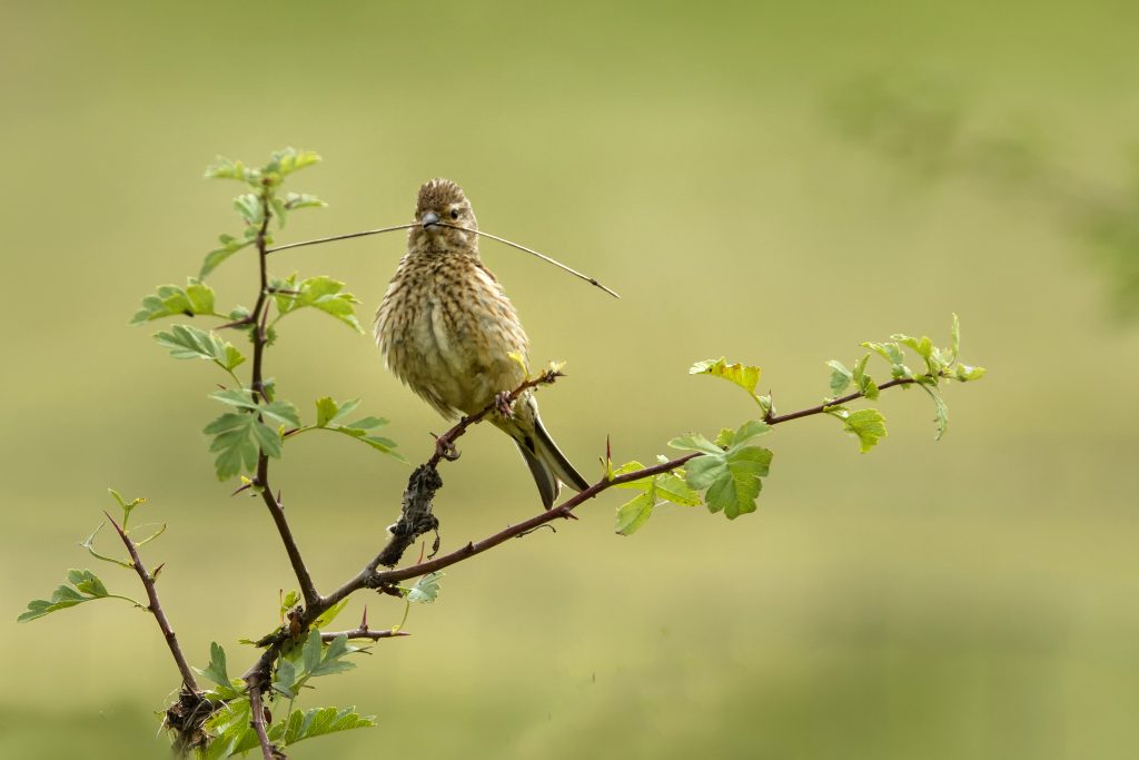 Kneu (Linaria cannabina)
