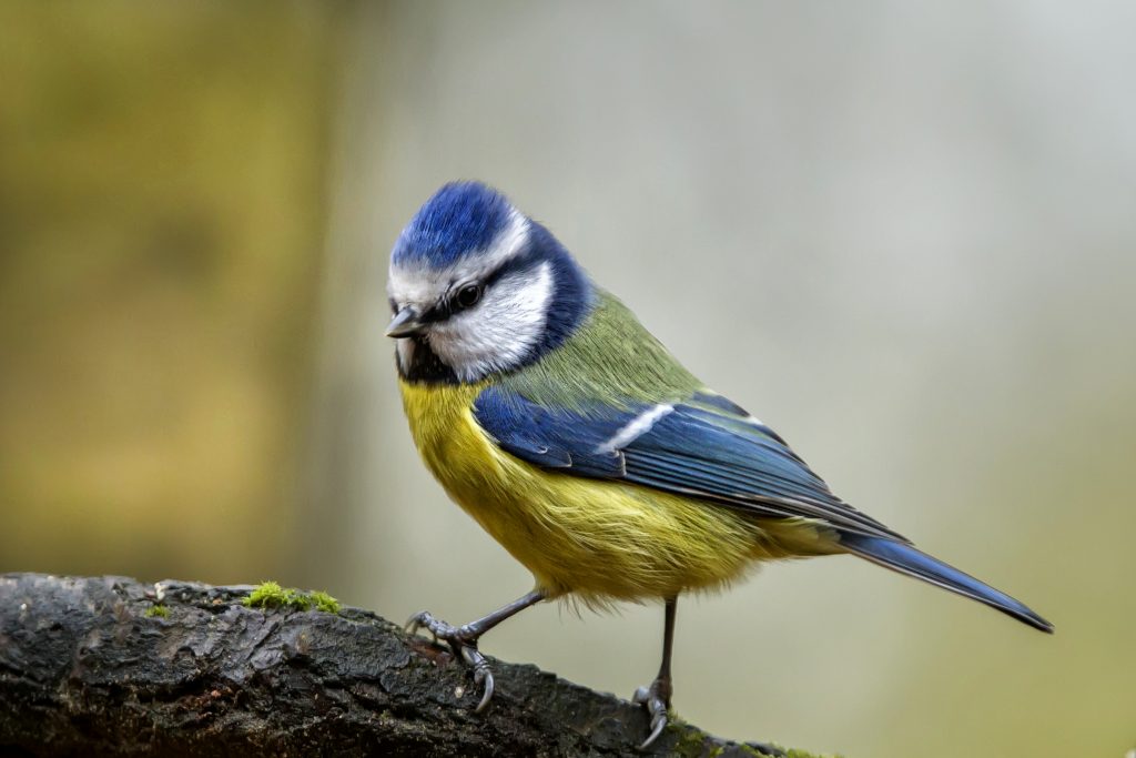 Pimpelmees (Cyanistes caeruleus)