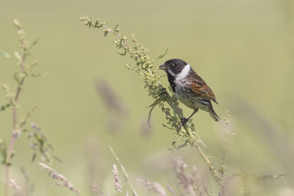Rietgors (Emberiza schoeniclus)