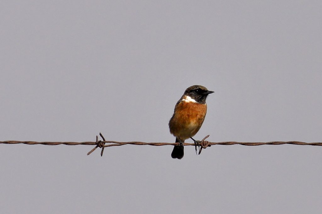 Roodborsttapuit (Saxicola rubicola)