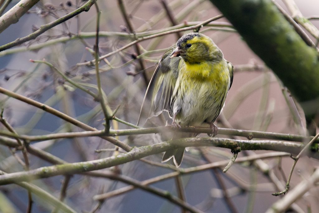 Sijs (Spinus spinus synoniem)